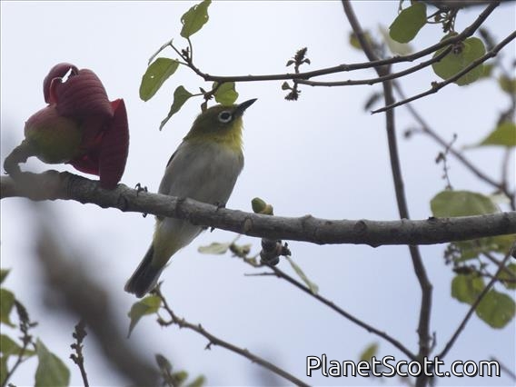 Ashy-bellied White-eye (Zosterops citrinella)