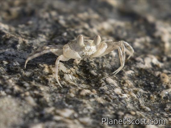 Ghost Crab (Ocypode sp)