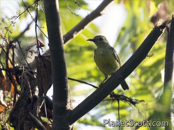 Alor Myzomela (Myzomela prawiradilagae)