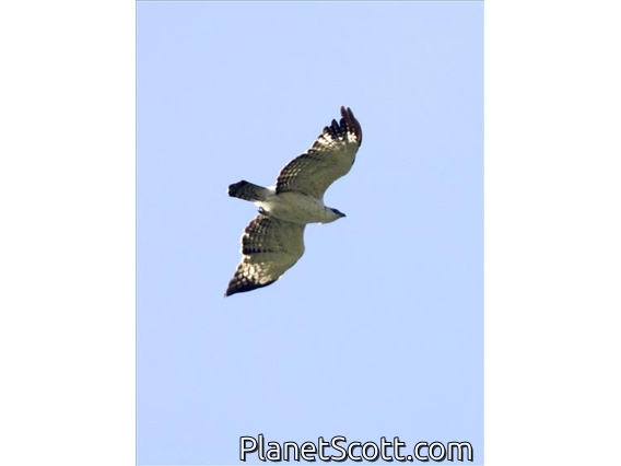 Flores Hawk-Eagle (Nisaetus floris)