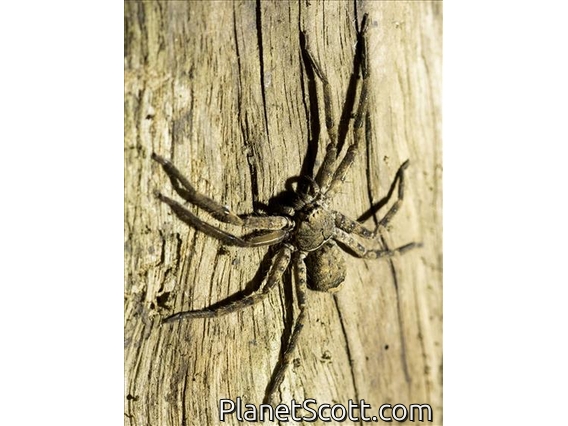 Huntsman Spider (Heteropodina sp)