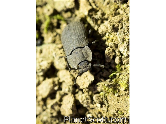 Dusty Surface Beetle (Gonocephalum bilineatum)
