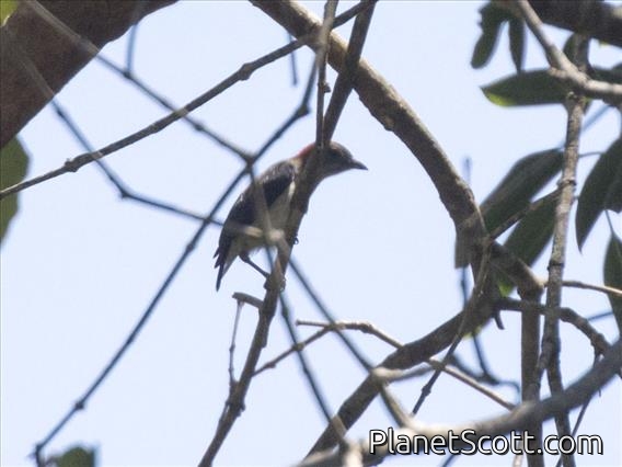 Black-fronted Flowerpecker (Dicaeum igniferum)