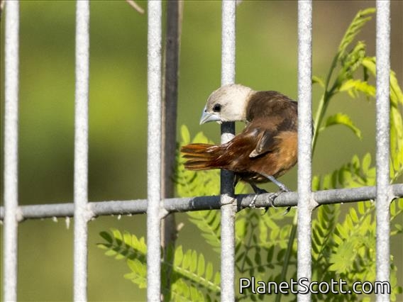 Pale-headed Munia (Lonchura pallida)