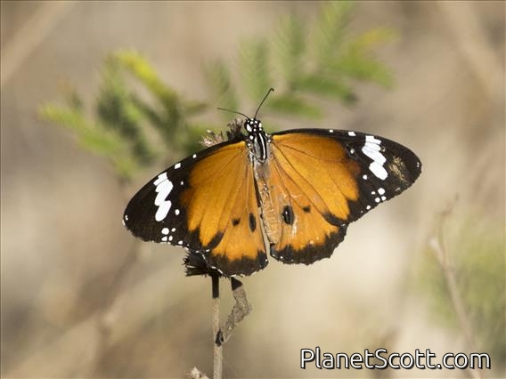 Plain Tiger (Danaus chrysippus)