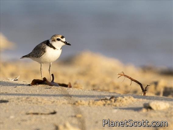 Malaysian Plover (Anarhynchus peronii)