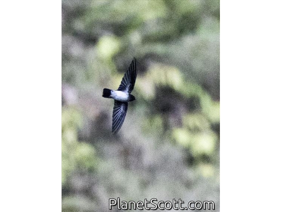 Tenggara Swiftlet (Collocalia sumbawae)