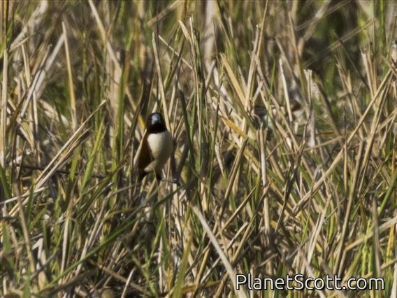 Five-colored Munia (Lonchura quinticolor)