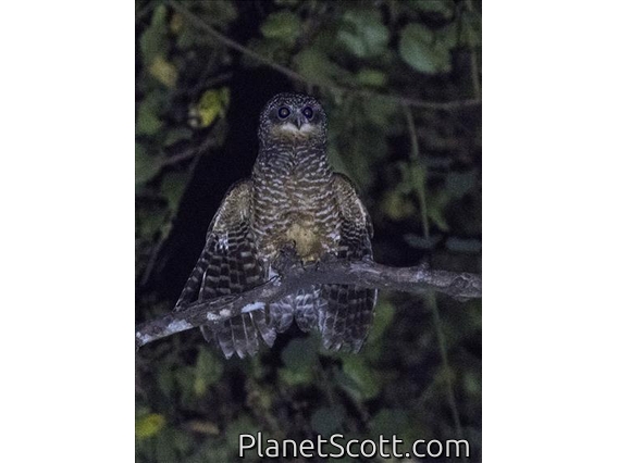 Sumba Boobook (Ninox rudolfi)