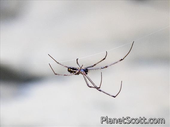 Orbweaver Spider (Tetragnatha sp)