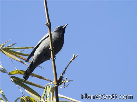 Pale-shouldered Cicadabird (Edolisoma dohertyi) - Male