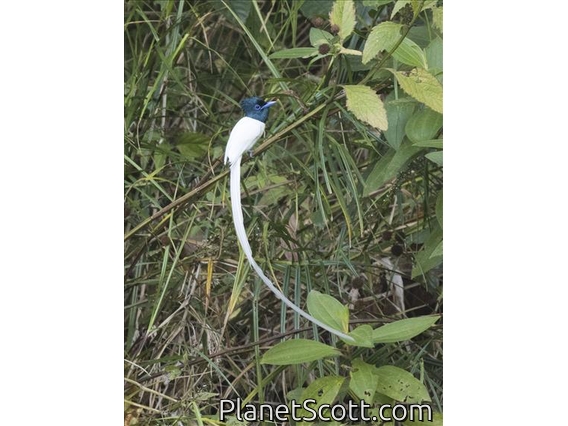 Tenggara Paradise-Flycatcher (Terpsiphone floris) - Male