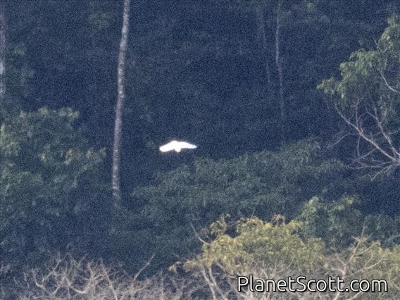 Citron-crested Cockatoo (Cacatua citrinocristata)