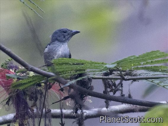 Sumba Flowerpecker (Dicaeum wilhelminae) - Female