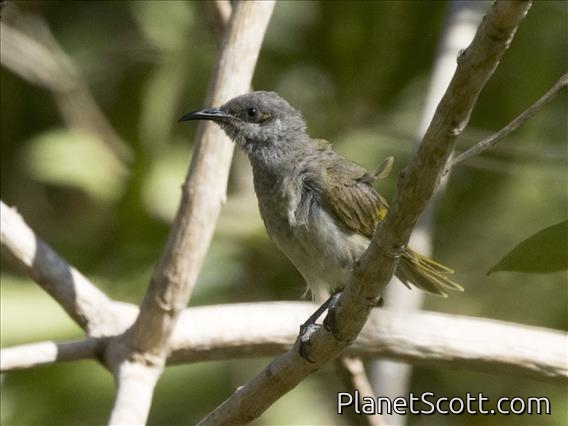 Brown Honeyeater (Lichmera indistincta)