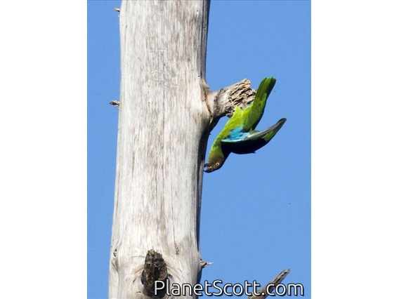 Red-cheeked Parrot (Geoffroyus geoffroyi)