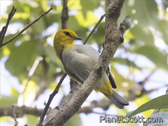 Yellow-spectacled Heleia (Heleia wallacei)