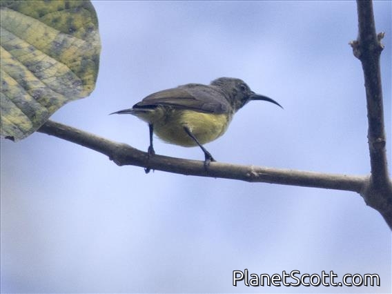 Apricot-breasted Sunbird (Cinnyris buettikoferi) - Female