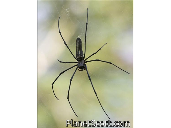 Giant Golden Orbweaver (Nephila pilipes)