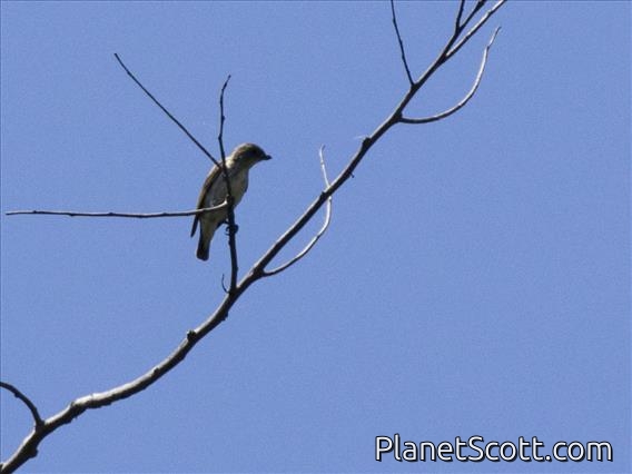 Thick-billed Flowerpecker (Pachyglossa agilis)