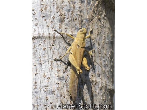 Short-horned Grasshopper (Valanga sp)