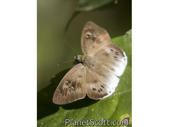 Pied Flat (Tagiades japetus)