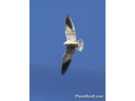 Black-winged Kite (Elanus caeruleus)