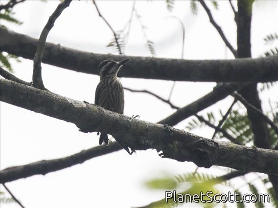 Sunda Pygmy Woodpecker (Yungipicus moluccensis)