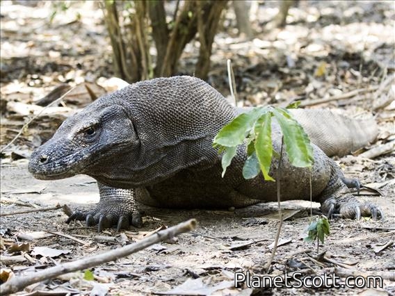 Komodo Dragon (Varanus komodoensis) - After being poked by the rangers with a stick