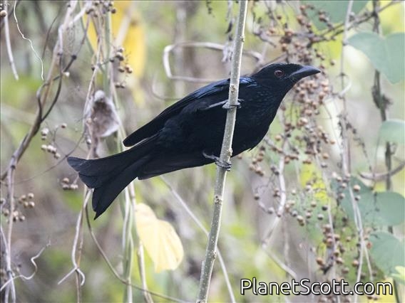 Wallacean Drongo (Dicrurus densus)