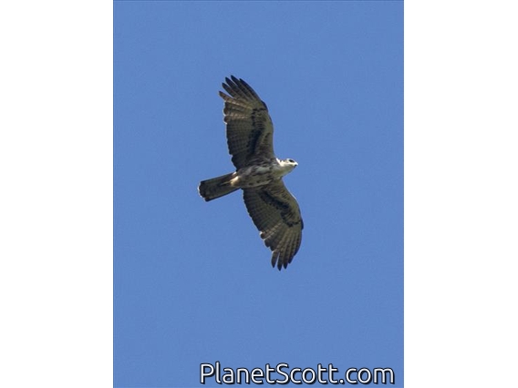 Variable Goshawk (Tachyspiza hiogaster)
