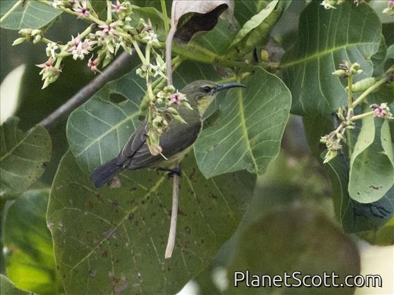 Flame-breasted Sunbird (Cinnyris solaris) - Female