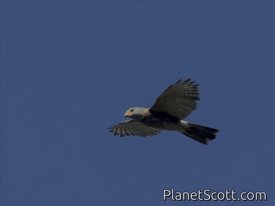 Variable Goshawk (Tachyspiza hiogaster)