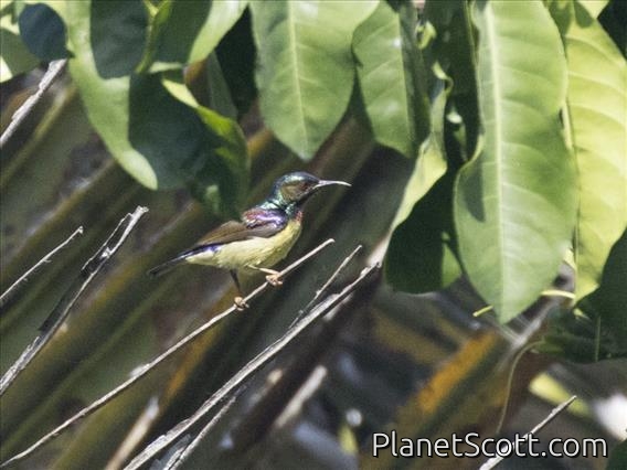 Brown-throated Sunbird (Anthreptes malacensis) - Male