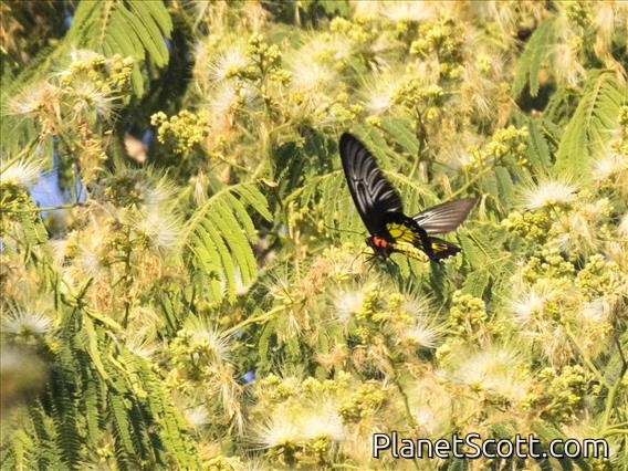 Haliphron Birdwing (Troides haliphron)