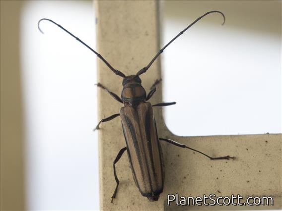 Longhorn Beetle (Xystrocera sp)