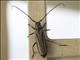 Longhorn Beetle (Xystrocera sp)