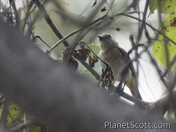 Tenggara Whistler (Pachycephala calliope) - Female