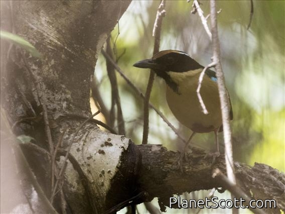 Ornate Pitta (Pitta concinna)