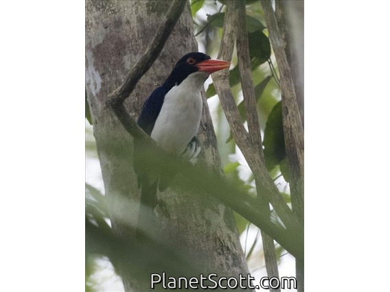 White-rumped Kingfisher (Caridonax fulgidus)