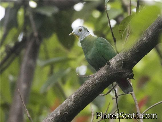 Black-naped Fruit-Dove (Ptilinopus melanospilus) - Male