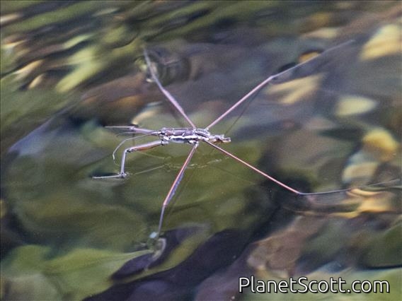 Water Strider (Ptilomera sp)
