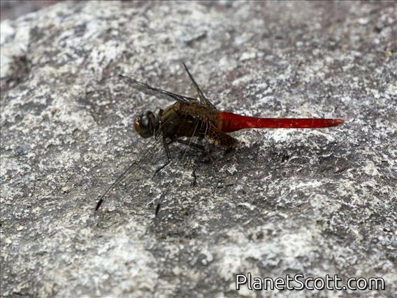 Brown-backed Red Marsh Hawk (Orthetrum chrysis)