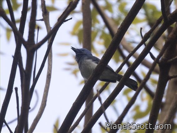 Black-naped Monarch (Hypothymis azurea)