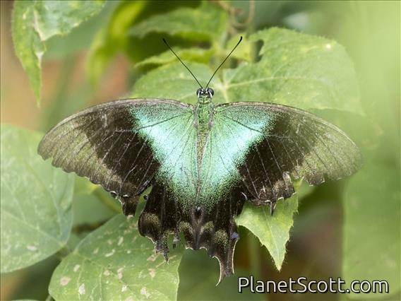 Swift Peacock Swallowtail (Papilio peranthus)