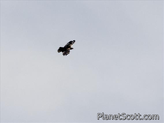 Bonelli's Eagle (Aquila fasciata)