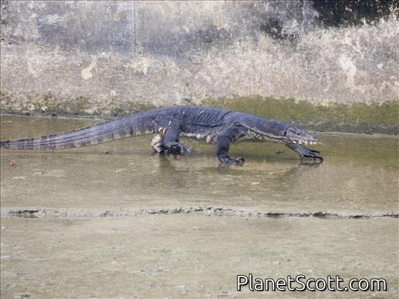 Water Monitor Lizard (Varanus salvator)