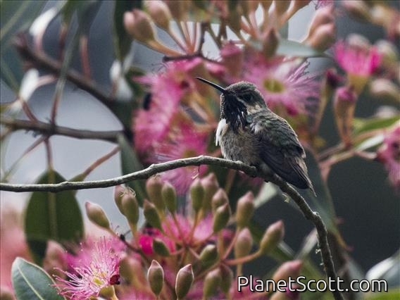 Calliope Hummingbird (Selasphorus calliope)
