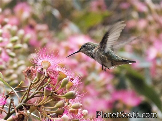 Rufous Hummingbird (Selasphorus rufus)