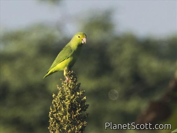 Turquoise-winged Parrotlet (Forpus spengeli)